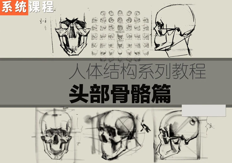 祝凯素描课程人体结构系列课程・硬性知识・头部骨骼
